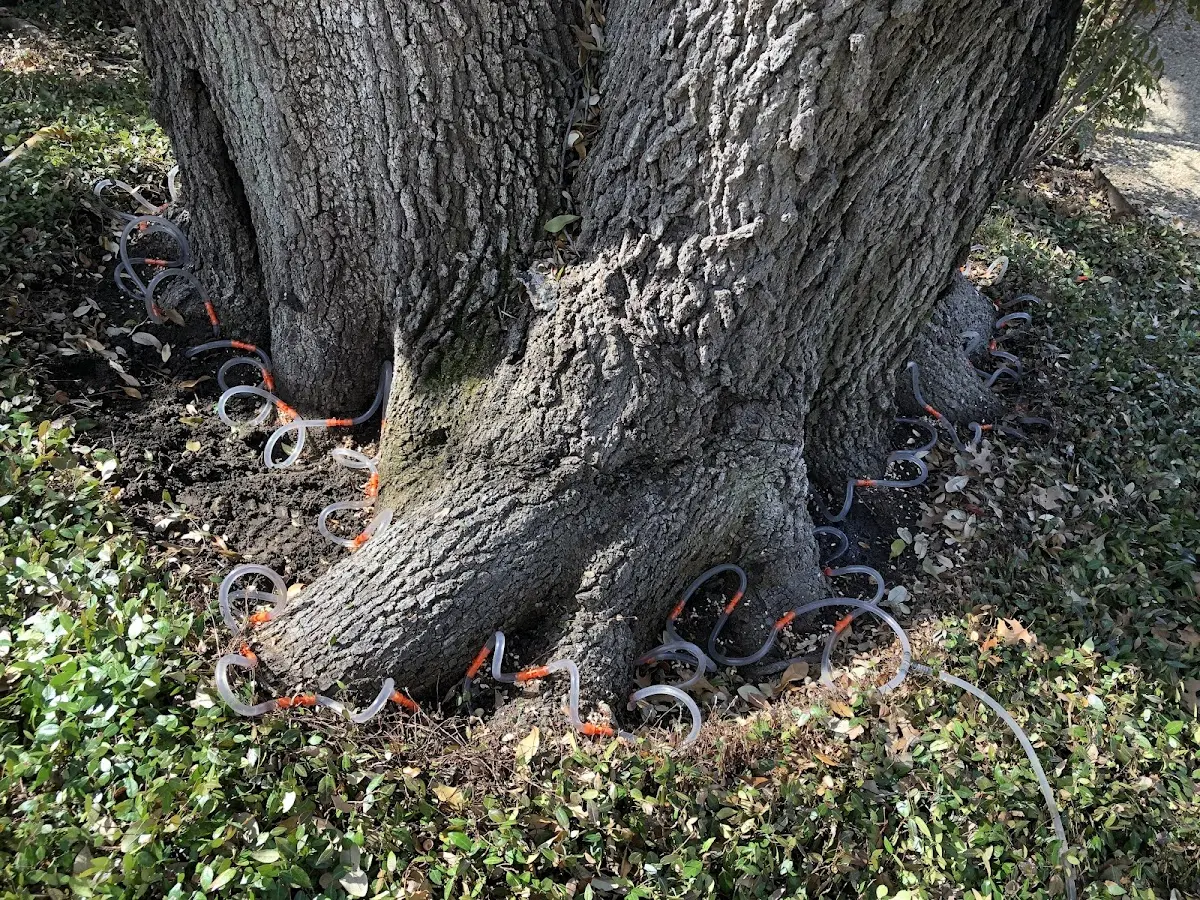 Detailed Tree Cabling and Bracing job site in Rivesville