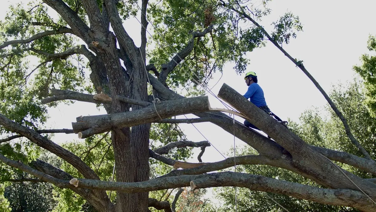 Professional Crown Thinning performed by certified arborists in Rivesville