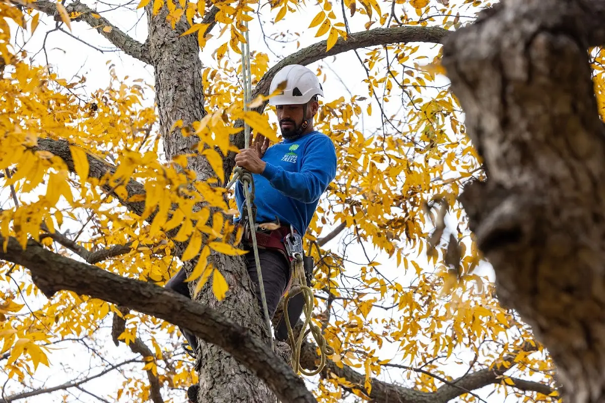 Skilled Tree Planting crew working in Rivesville